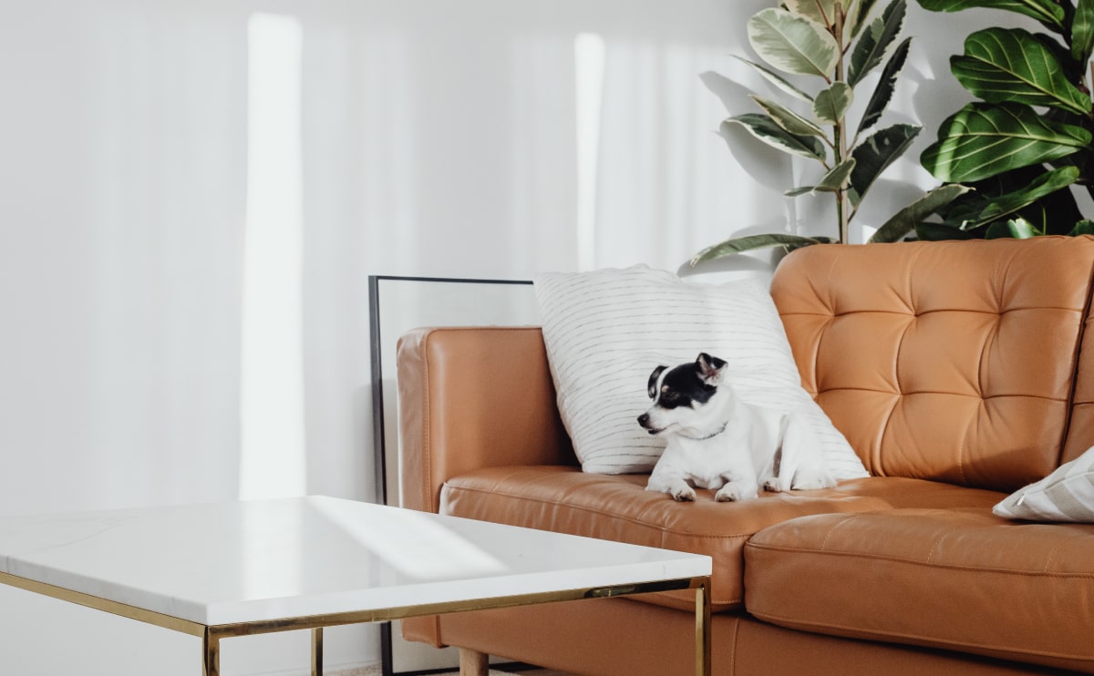 Modern living room with tan leather sofa and black-and-white cat.