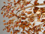 GV Fiore Crown Brass Chandelier with Amber Glass - Image 3